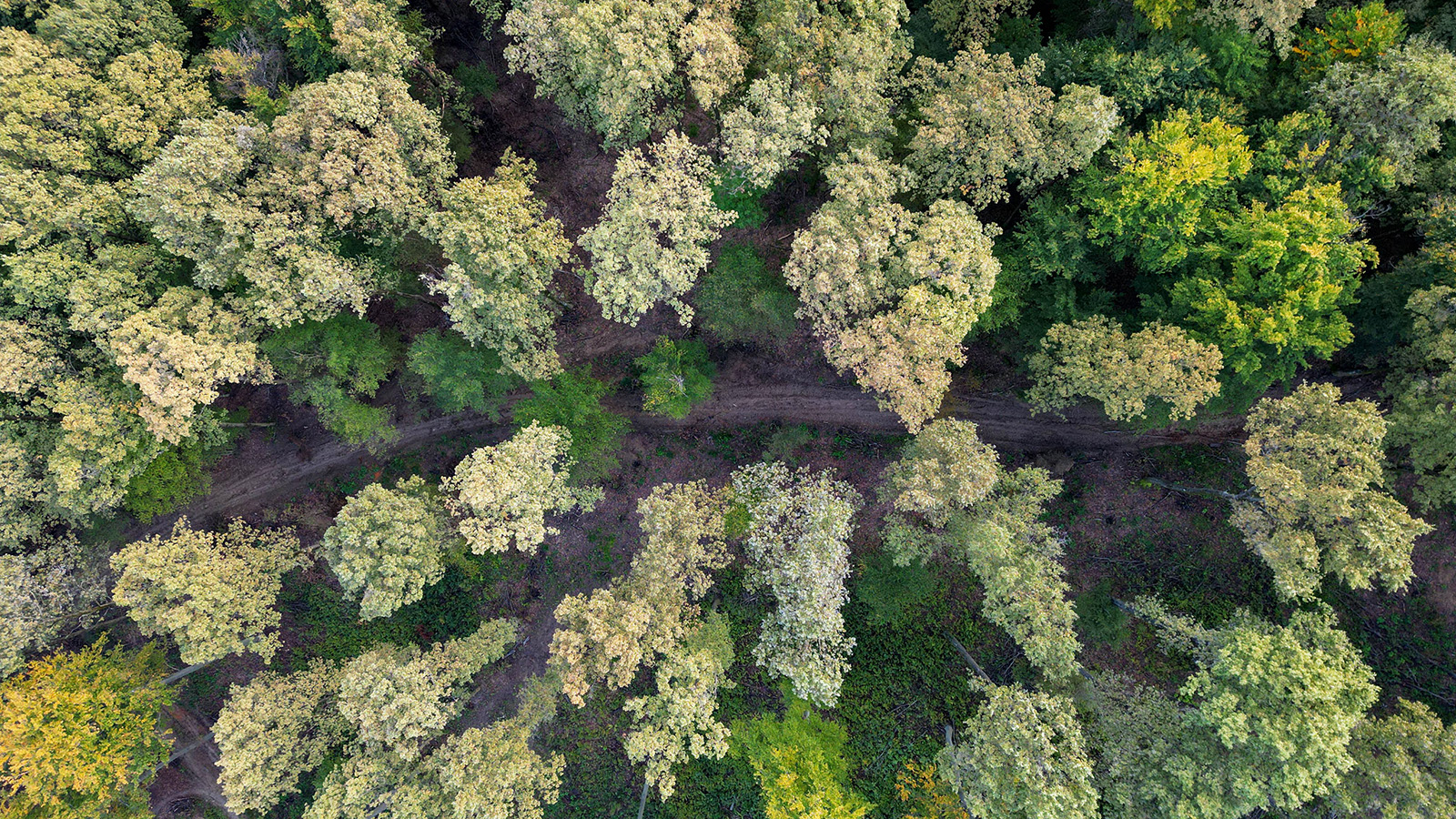 Finding People Under Canopy: Thermal Drones and Radar